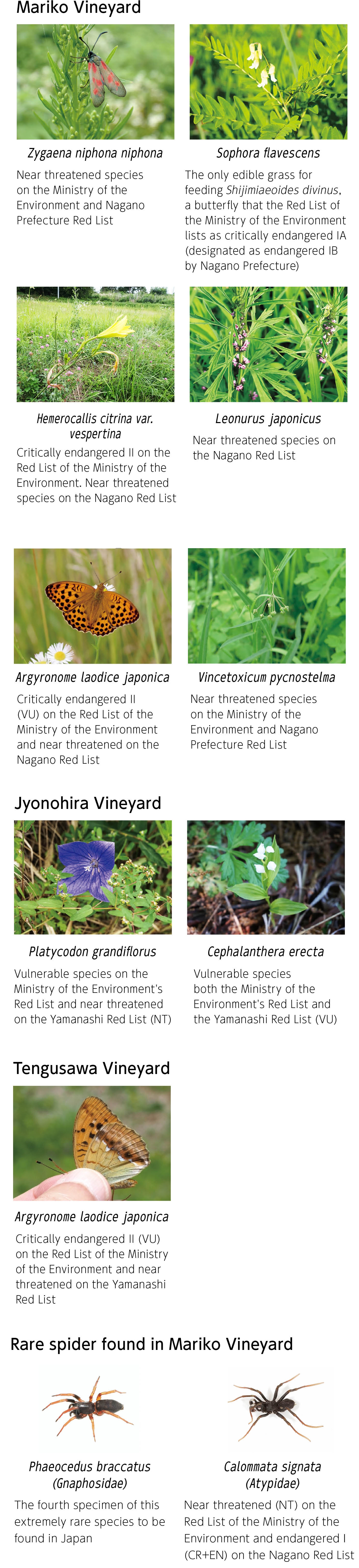 Mariko Vineyard.Zygaena niphona niphona .Near threatened species on the Ministry of the Environment and Nagano Prefecture Red List.Sophora flavescens,The only edible grass for feeding Shijimiaeoides divinus, a butterfly that the Red List of the Ministry of the Environment lists as critically endangered IA (designated as endangered IB by Nagano Prefecture).Argyronome laodice japonica,Critically endangered II (VU) on the Red List of the Ministry of the Environment and near threatened on the Nagano Red List.Hemerocallis citrina var. vespertina,Critically endangered II on the Red List of the Ministry of the Environment. Near threatened species on the Nagano Red List.Leonurus japonicus,Near threatened species on the Nagano Red List.Vincetoxicum pycnostelma,Near threatened species on the Ministry of the Environment and Nagano Prefecture Red List.Jyonohira Vineyard.Platycodon grandiflorus,Vulnerable species on the Ministry of the Environment's Red List and near threatened on the Yamanashi Red List (NT).Cephalanthera erecta,Vulnerable species both the Ministry of the Environment's Red List and the Yamanashi Red List (VU).Tengusawa Vineyard.Argyronome laodice japonica,Critically endangered II (VU) on the Red List of the Ministry of the Environment and near threatened on the Yamanashi Red List.Rare spider found in Mariko Vineyard.Phaeocedus braccatus(Gnaphosidae),The fourth specimen of this extremely rare species to be found in Japan.Calommata signata(Atypidae),Near threatened (NT) on the Red List of the Ministry of the Environment and endangered I (CR+EN) on the Nagano Red List.