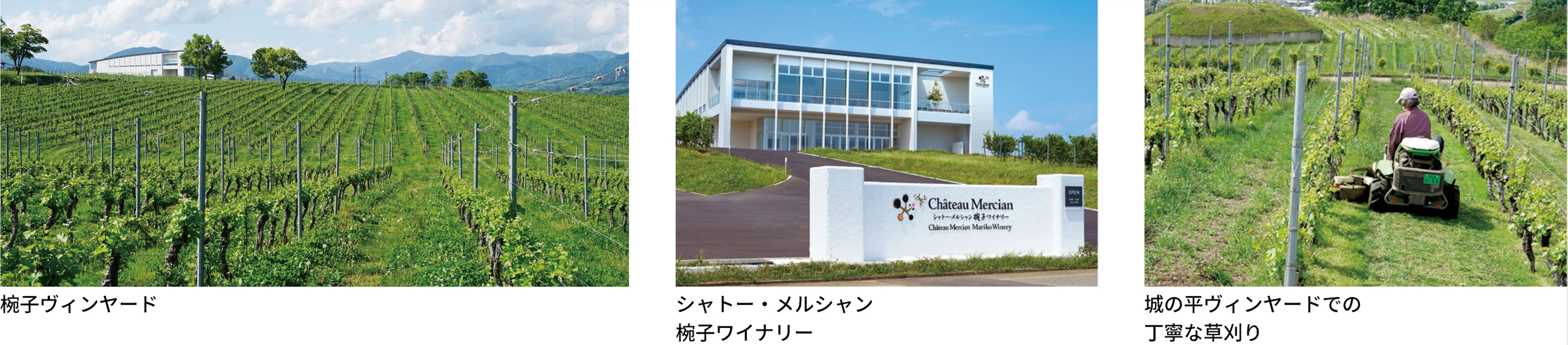 椀子ヴィンヤードの写真。シャトー・メルシャン椀子ワイナリーの写真。城の平ヴィンヤードでの丁寧な草刈りの写真。