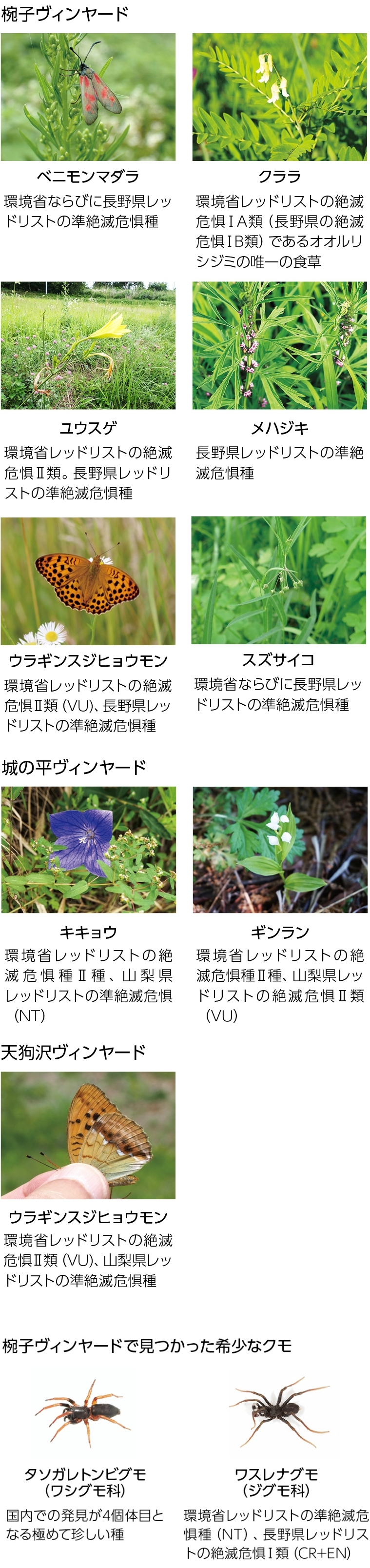 椀子ヴィンヤード。ベニモンマダラ。環境省ならびに長野県レッドリストの準絶滅危惧種。クララ。環境省レッドリストの絶滅危惧ⅠA類（長野県の絶滅危惧ⅠB類）であるオオルリシジミの唯一の食草。ウラギンスジヒョウモン。環境省レッドリストの絶滅危惧Ⅱ類（VU)、長野県レッドリストの準絶滅危惧種。ユウスゲ。環境省レッドリストの絶滅危惧Ⅱ類。長野県レッドリストの準絶滅危惧種。メハジキ。長野県レッドリストの準絶滅危惧種。スズサイコ。環境省ならびに長野県レッドリストの準絶滅危惧種。城の平ヴィンヤード。キキョウ。環境省レッドリストの絶滅危惧種Ⅱ種、山梨県レッドリストの準絶滅危惧（NT）。ギンラン。環境省レッドリストの絶滅危惧種Ⅱ種、山梨県レッドリストの絶滅危惧Ⅱ類（VU）。天狗沢ヴィンヤード。ウラギンスジヒョウモン。環境省レッドリストの絶滅危惧Ⅱ類（VU)、山梨県レッドリストの準絶滅危惧種。椀子ヴィンヤードで見つかった希少なクモ。タソガレトンビグモ（ワシグモ科）。国内での発見が4個体目となる極めて珍しい種。ワスレナグモ（ジグモ科）。環境省レッドリストの準絶滅危惧種（NT）、長野県レッドリストの絶滅危惧Ⅰ類（CR+EN）。