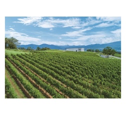 シャトー・メルシャン 椀子ワイナリー