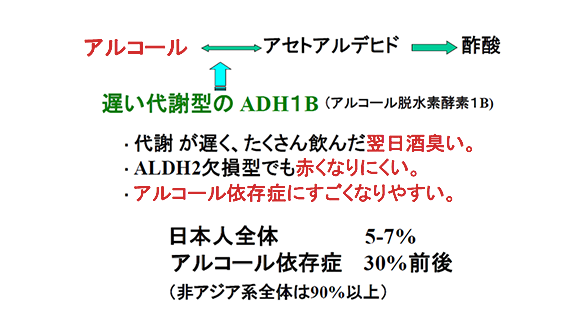 飲酒後の高濃度暴露について②